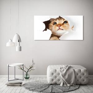 Moderní skleněný obraz z fotografie Kočka v díře osh-33902265