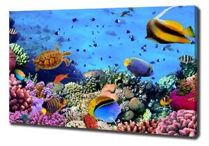 Foto obraz na plátně Korálový útes oc-35544351