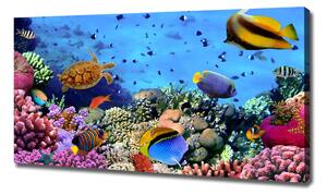 Foto obraz na plátně Korálový útes oc-35544351