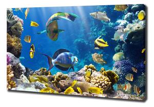 Foto obraz na plátně Korálový útes oc-36026012