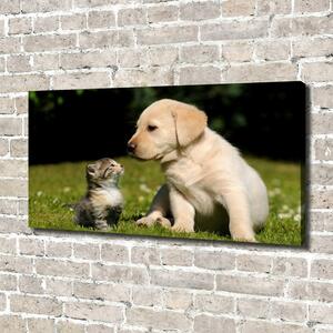 Foto obraz na plátně Pes a kočka na louce oc-38411802