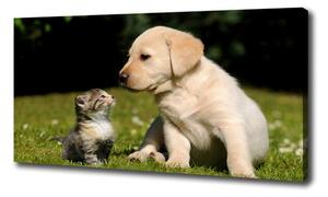 Foto obraz na plátně Pes a kočka na louce oc-38411802