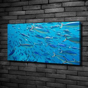 Foto obraz na plátně Korálové ryby oc-39421860