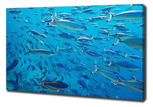 Foto obraz na plátně Korálové ryby oc-39421860