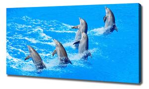 Foto obraz na plátně do obýváku Delfíny oc-39687572