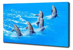 Foto obraz na plátně do obýváku Delfíny oc-39687572