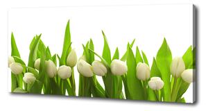 Foto obraz na plátně do obýváku Bílé tulipány oc-40774643