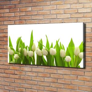Foto obraz na plátně do obýváku Bílé tulipány oc-40774643