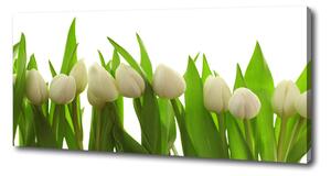 Foto obraz na plátně do obýváku Bílé tulipány oc-40774671