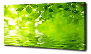 Moderní obraz canvas na rámu Zelené listí oc-41296480