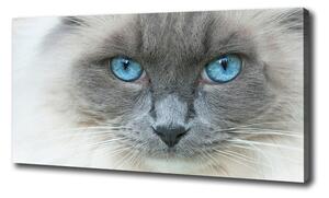Moderní fotoobraz canvas na rámu Kočka modré oči oc-41430581