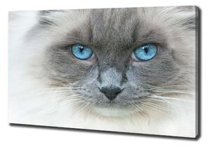 Moderní fotoobraz canvas na rámu Kočka modré oči oc-41430581