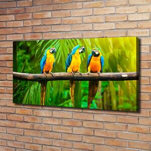 Moderní fotoobraz canvas na rámu Papoušci na větvi oc-42532067