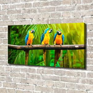 Moderní fotoobraz canvas na rámu Papoušci na větvi oc-42532067