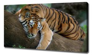 Foto obraz na plátně Tygr na stromě oc-4289086