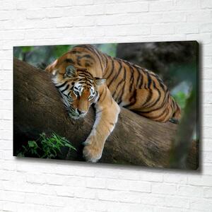 Foto obraz na plátně Tygr na stromě oc-4289086