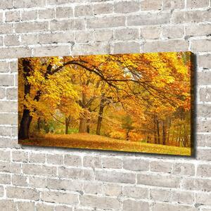 Foto obraz na plátně do obýváku Podzim v parku oc-43414176