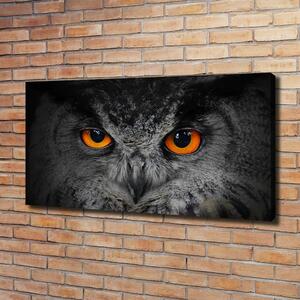 Moderní fotoobraz canvas na rámu Oči sovy oc-43647000