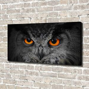 Moderní fotoobraz canvas na rámu Oči sovy oc-43647000