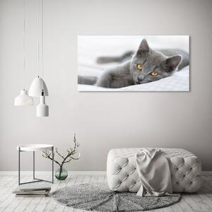 Foto obraz skleněný horizontální Šedá kočka osh-43951156