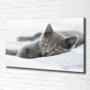 Foto obraz na plátně Šedá kočka oc-43951156