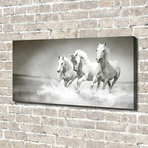 Foto obraz canvas Bílí koně oc-44040199