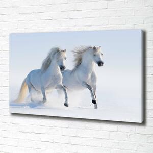 Foto obraz na plátně do obýváku Dva koně ve sněhu oc-46568530