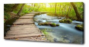 Foto obraz na plátně Stezka nad řekou oc-46793485