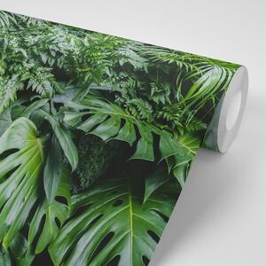 Samolepící fototapeta listy džungle