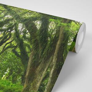 Fototapeta cesta zahalená stromy