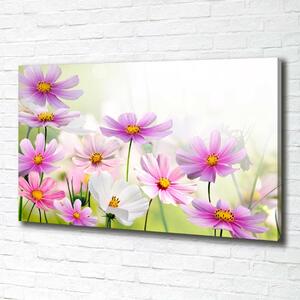 Foto obraz canvas Květiny na louce oc-49015861