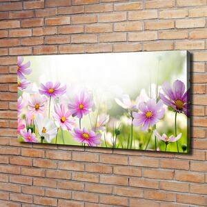 Foto obraz canvas Květiny na louce oc-49015861