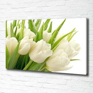 Foto obraz tištěný na plátně Bílé tulipány oc-49549577