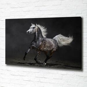 Foto obraz canvas Šedný arabský kůň oc-49747605