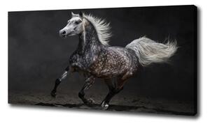 Foto obraz canvas Šedný arabský kůň oc-49747605