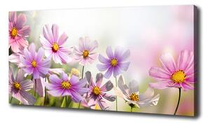 Foto obraz canvas Květiny na louce oc-50039707
