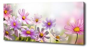 Foto obraz canvas Květiny na louce oc-50039707