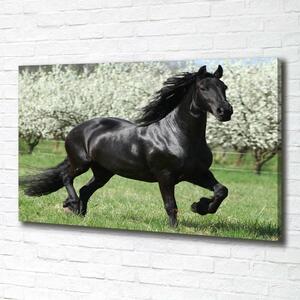 Foto obraz na plátně do obýváku Černý kůň květiny oc-51258832