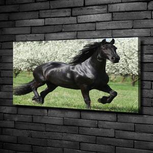 Foto obraz na plátně do obýváku Černý kůň květiny oc-51258832