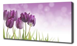 Foto obraz na plátně Fialové tulipány oc-52340543