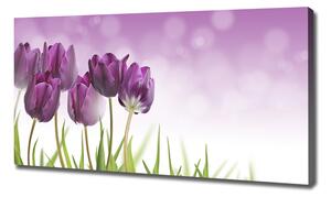 Foto obraz na plátně Fialové tulipány oc-52340543