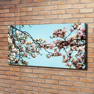 Foto obraz na plátně Květiny magnolie oc-52445180