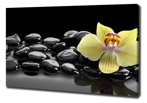 Foto obraz canvas Orchidej oc-53476359