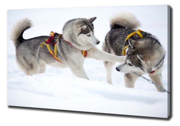 Foto obraz canvas Hasky zima oc-56011790