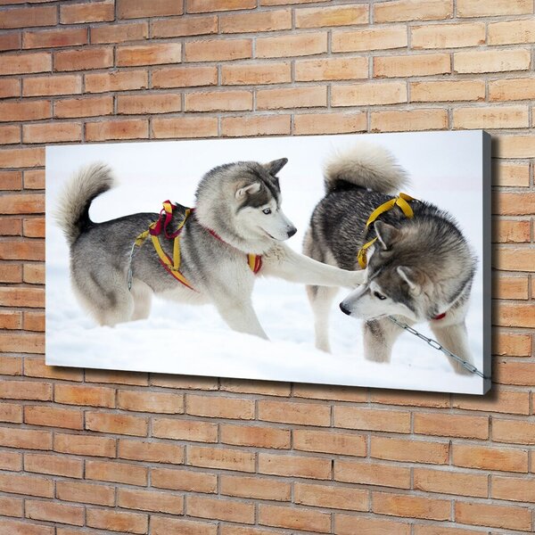 Foto obraz canvas Hasky zima oc-56011790