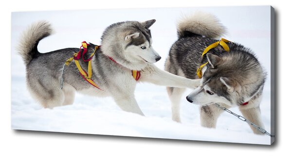 Foto obraz canvas Hasky zima oc-56011790