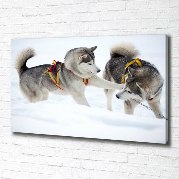Foto obraz canvas Hasky zima oc-56011790