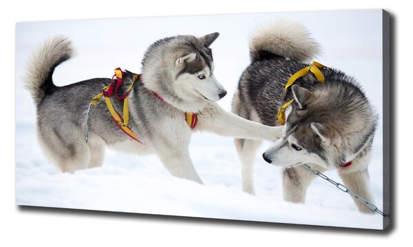 Foto obraz canvas Hasky zima oc-56011790