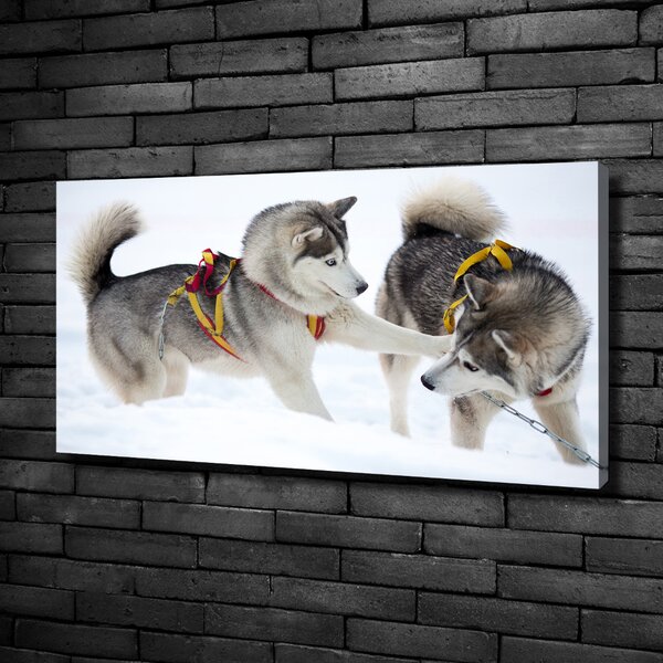 Foto obraz canvas Hasky zima oc-56011790