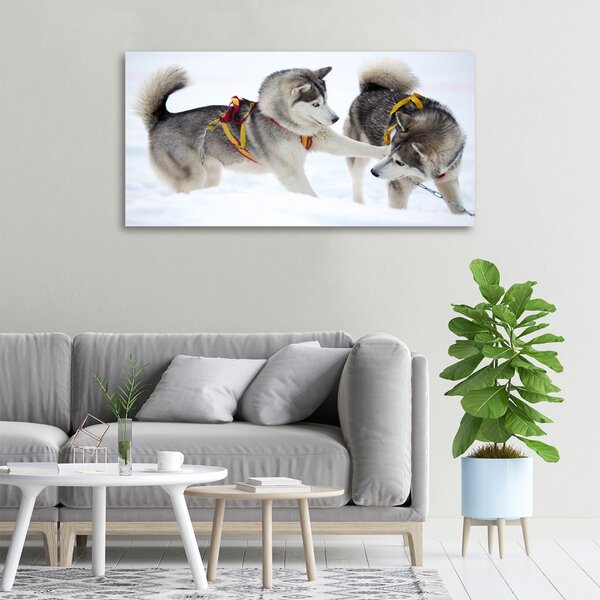 Foto obraz canvas Hasky zima oc-56011790